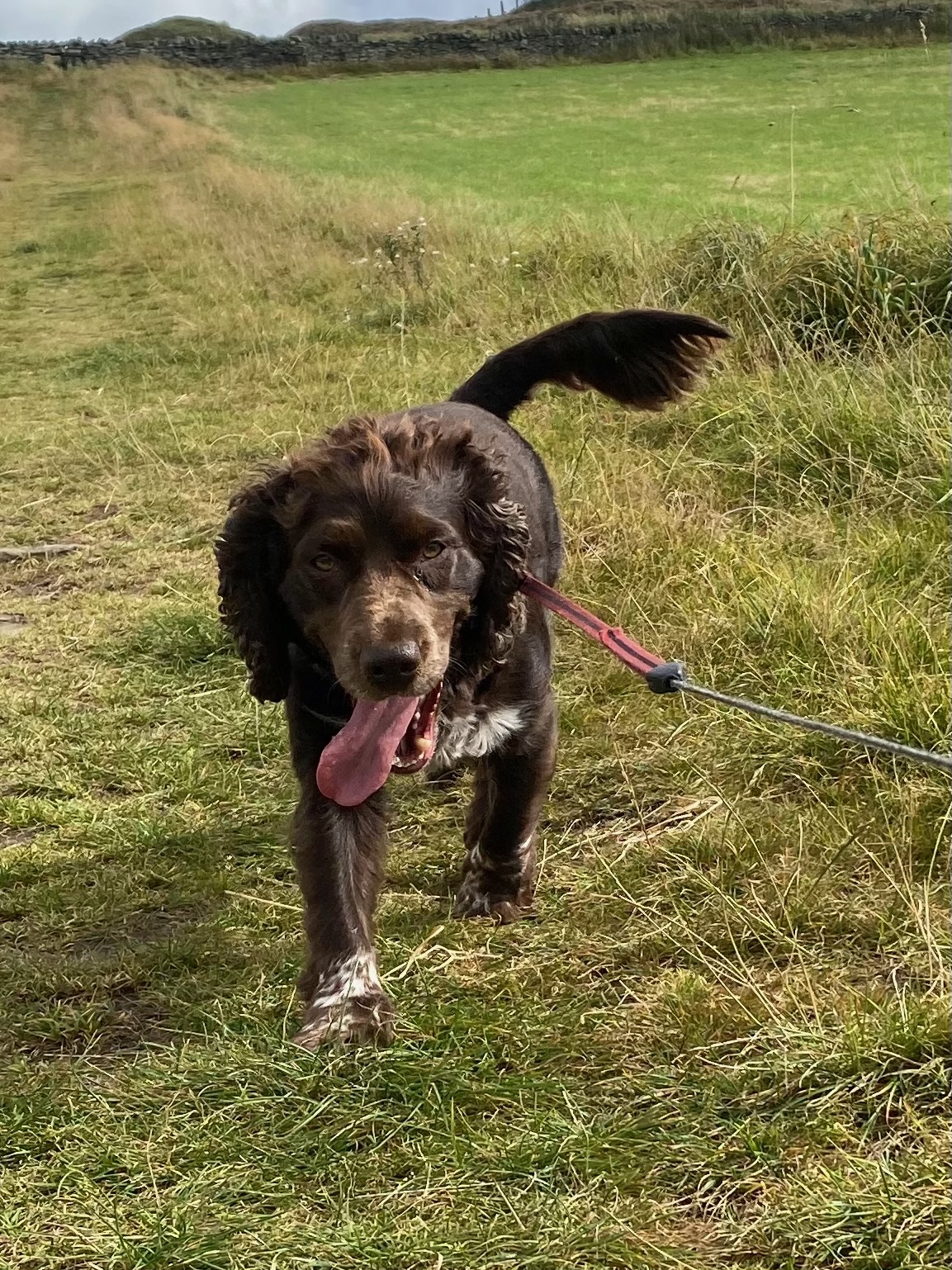 Dog on countryside path
