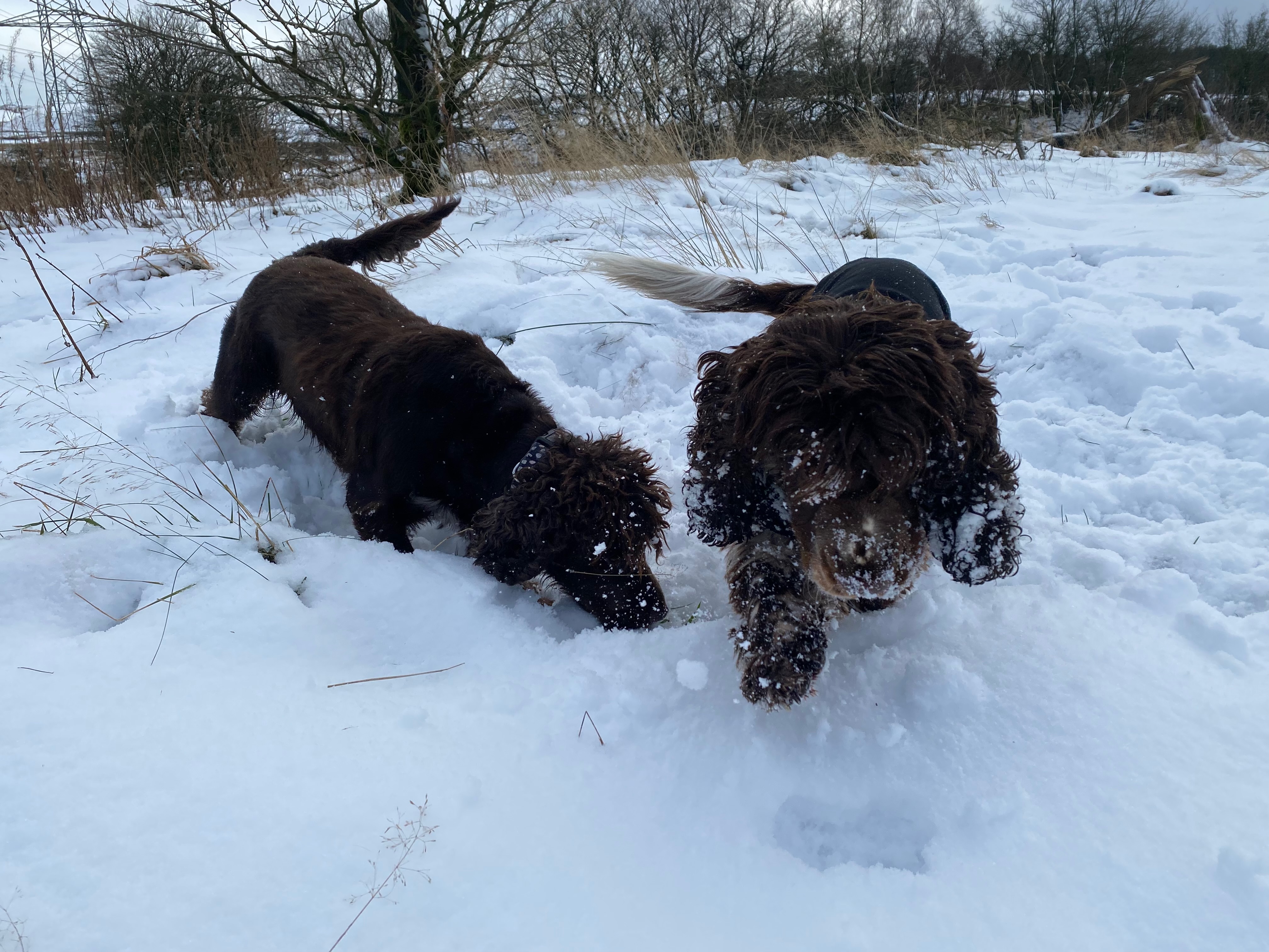 Dog exploring countryside
