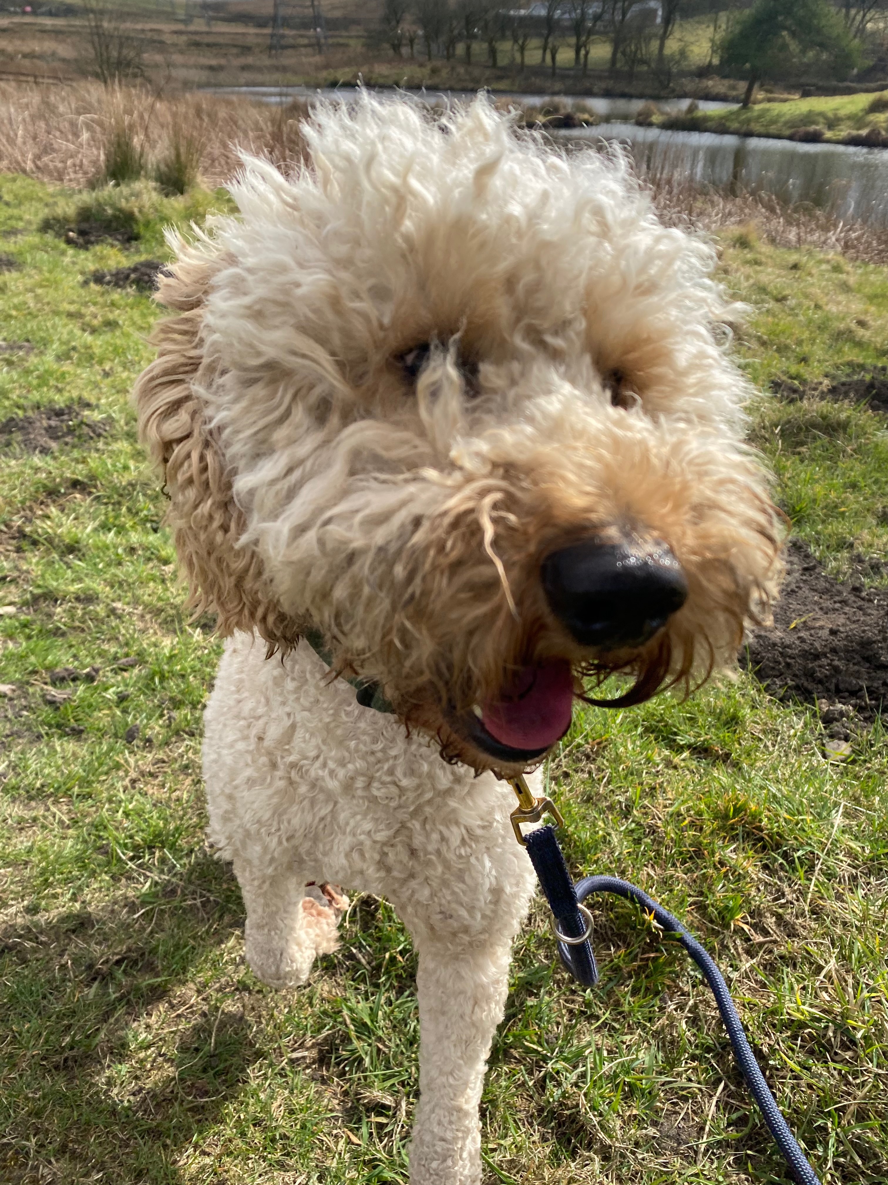 Dog exploring countryside