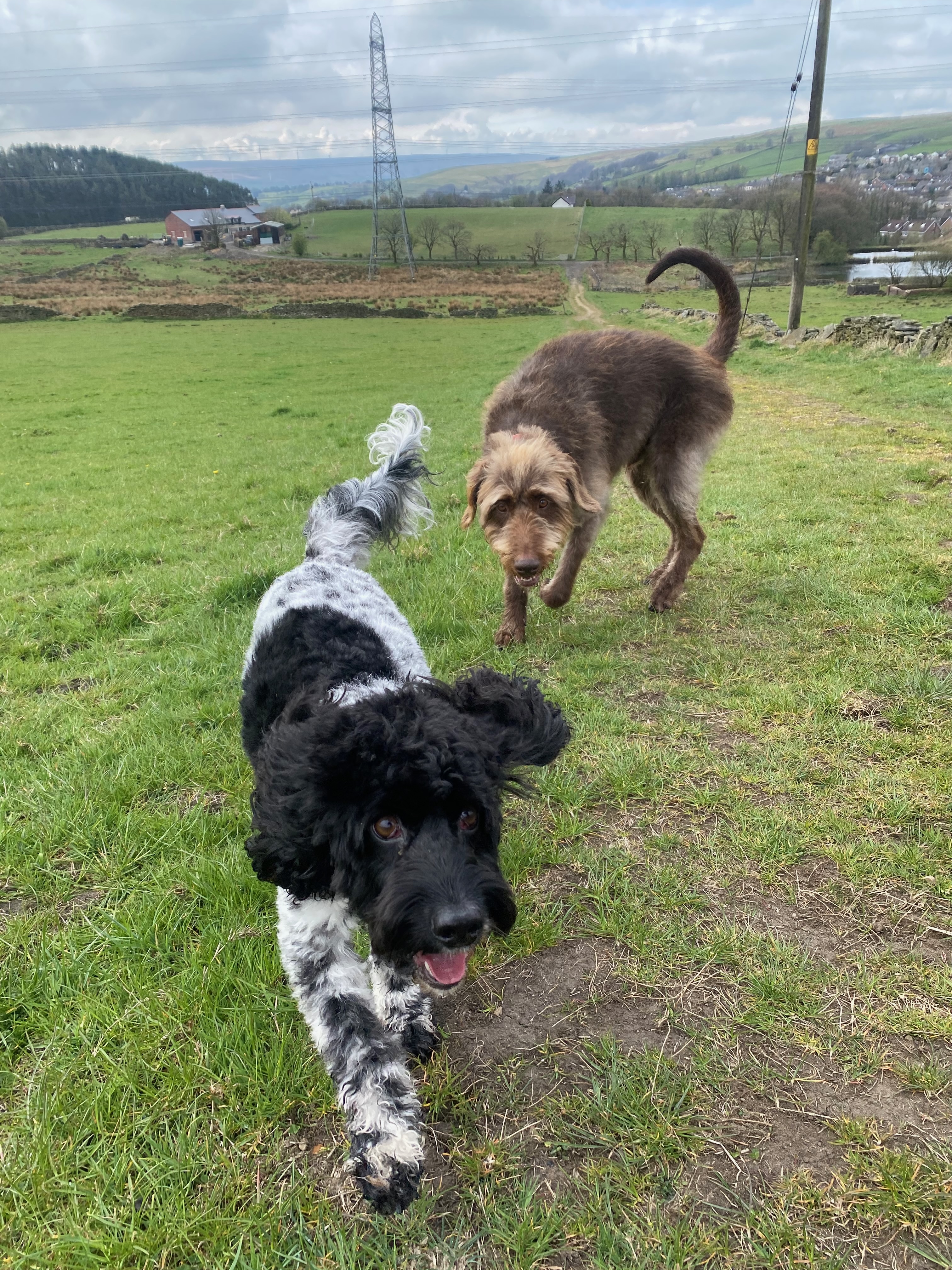 Muddy buddy on trail