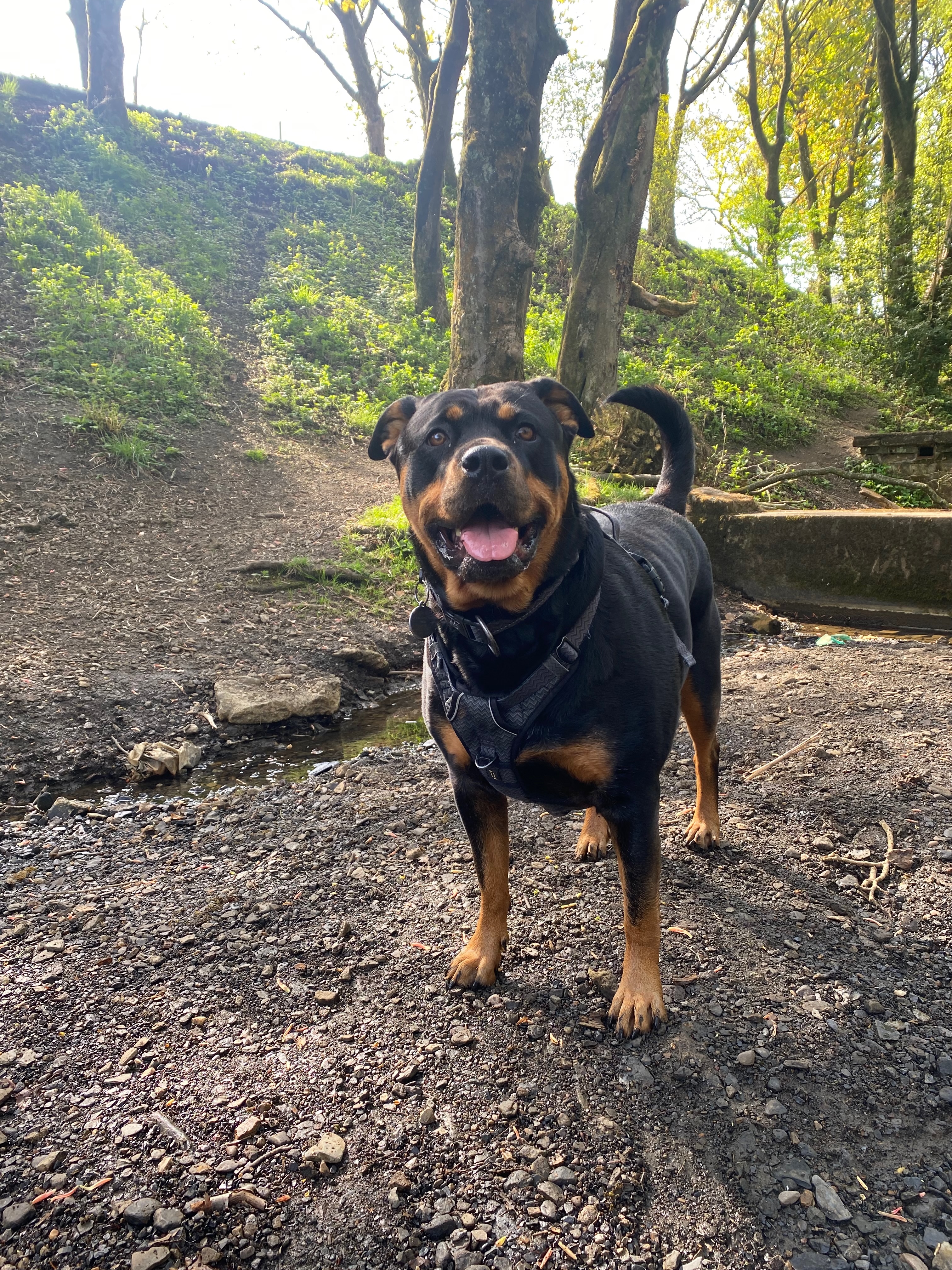 Playful dog enjoying outdoors