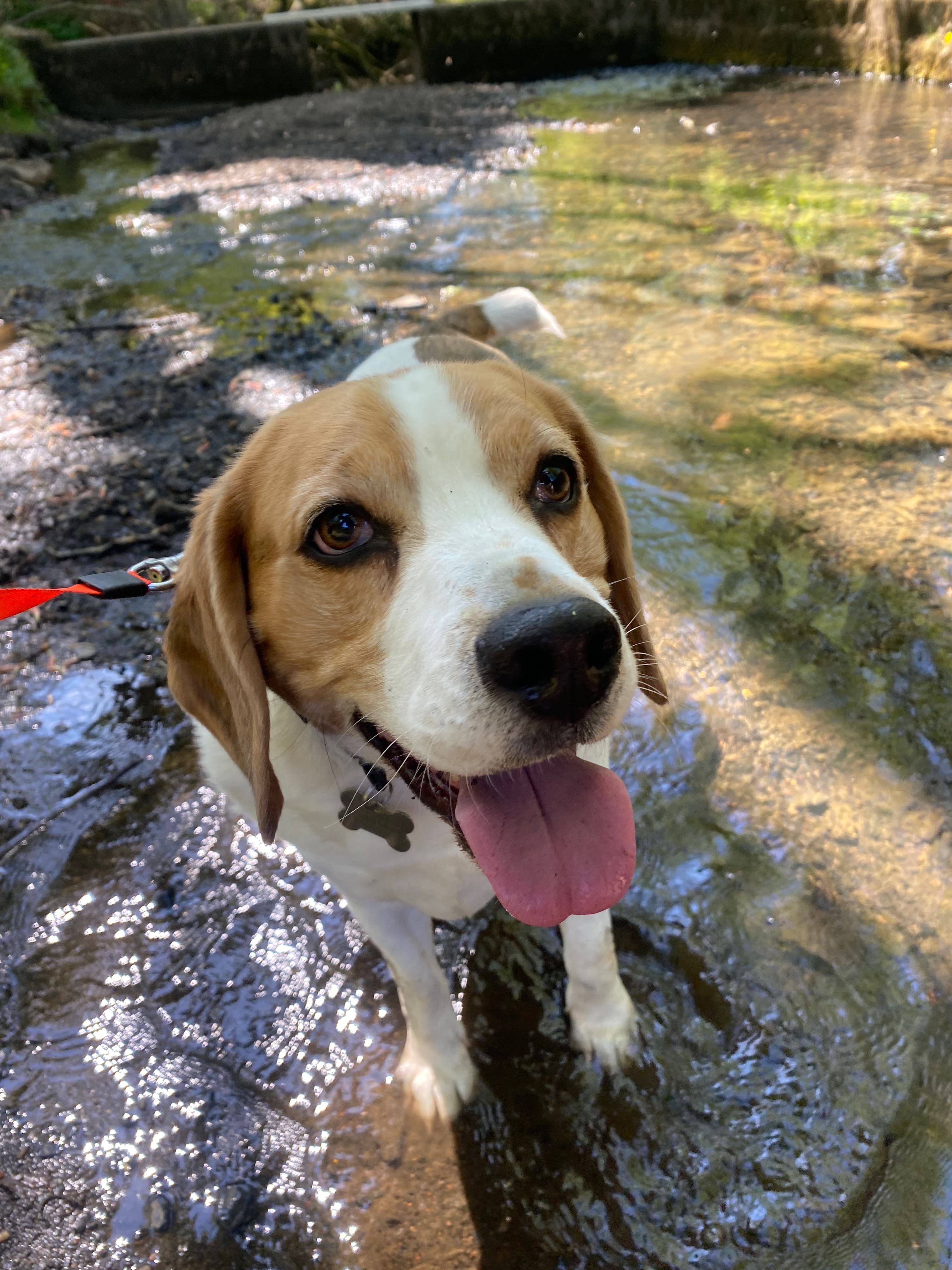 Happy dog on adventure